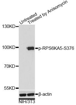 Western blot - Phospho-RPS6KA5-S376 pAb (144-61526)