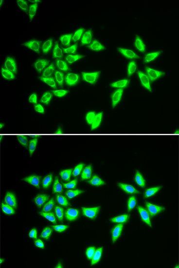 Immunofluorescence - PTRH2 antibody (144-06466)