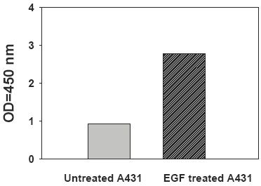 PEL-STAT3-Y-Recombinant-Human-EGF-Stimulation-of-A431-Cell-Lines