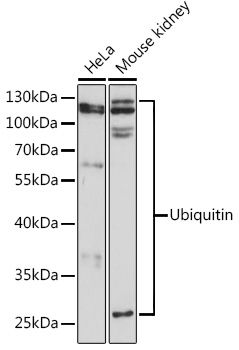 Western blot
