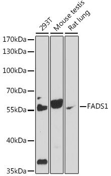 Western blot
