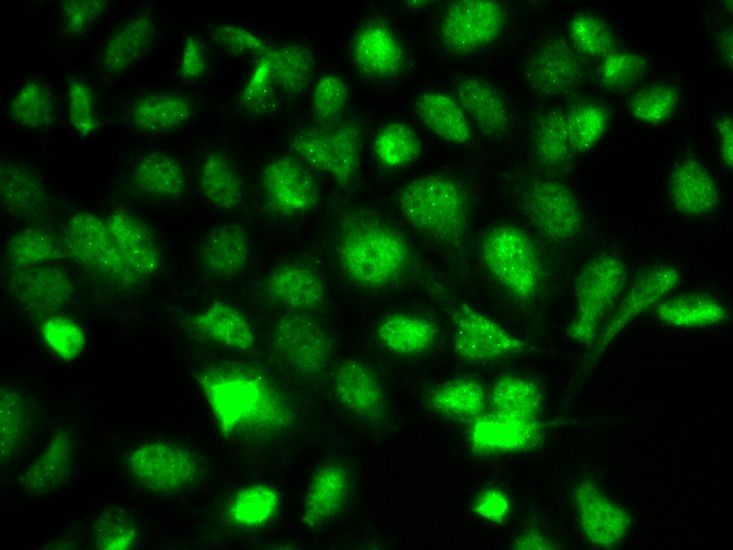 Immunofluorescence - BIRC2 Polyclonal Antibody (144-60037)