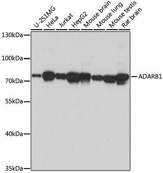 Western blot