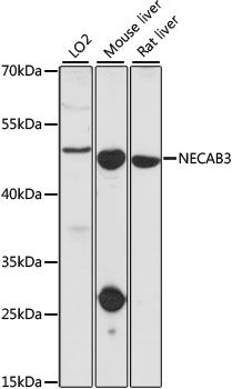 Western blot - NECAB3 antibody (144-61084)
