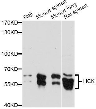 Western blot - HCK antibody (144-60699)