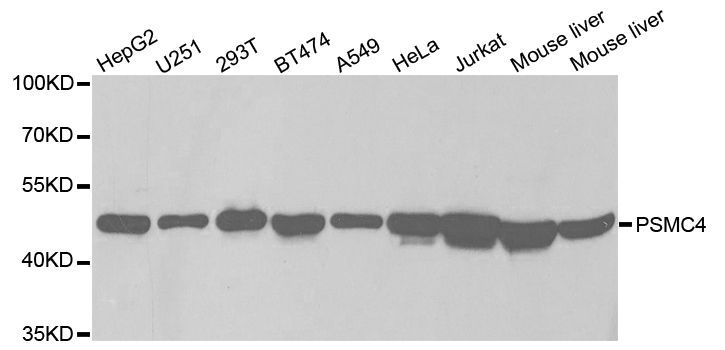 Western blot - PSMC4 antibody (144-02505)