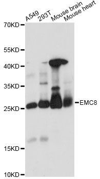 Western blot - EMC8 antibody (144-014838)