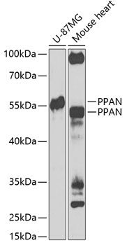 Western blot