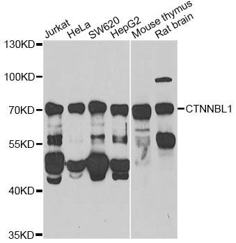 Western blot - CTNNBL1 Antibody (144-06572)