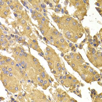 Immunohistochemistry - PPP2CA antibody (144-06702)