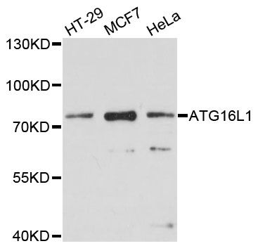 Western blot - ATG16L1 antibody (144-011969)