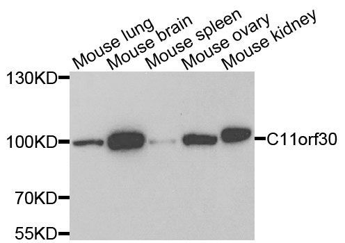 Western blot - C11orf30 Polyclonal Antibody (144-06138)