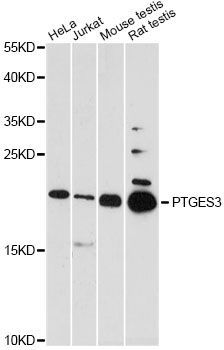 Western blot - PTGES3 antibody (144-61413)