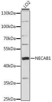 Western blot