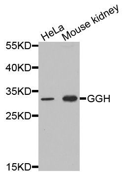 Western blot - GGH Polyclonal Antibody (144-05464)