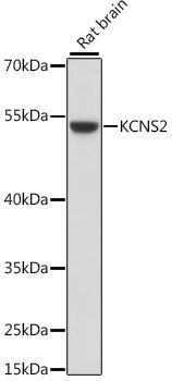 Western blot - KCNS2 antibody (144-015684)