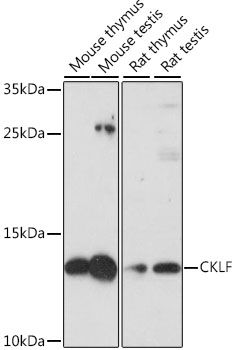 Western blot