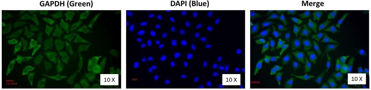 IFA Assay image