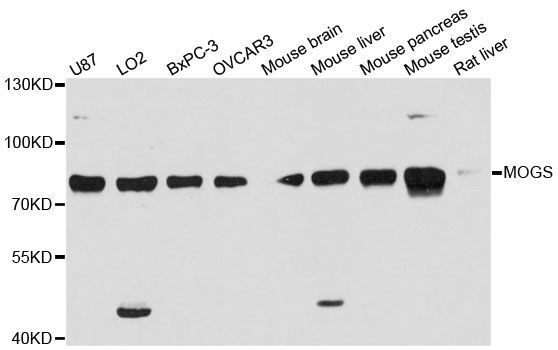 Western blot - MOGS Polyclonal Antibody (144-12725)