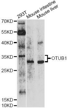 Western blot - OTUB1 Polyclonal Antibody (144-010313)