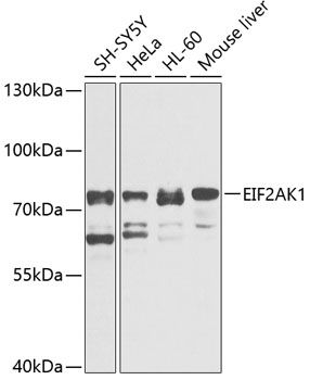 Western blot