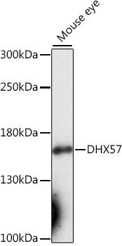 Western blot