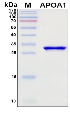 SDS-PAGE Image