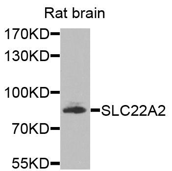 Western blot - SLC22A2 antibody (144-08453)