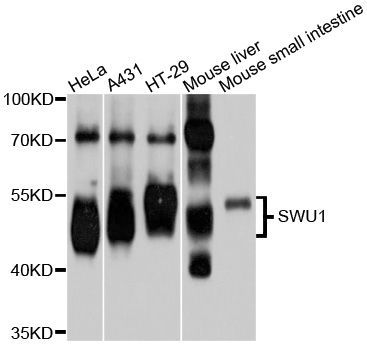 Western blot - SMU1 antibody (144-09110)