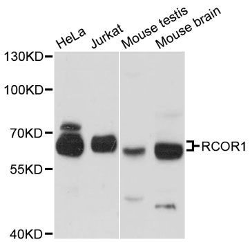 Western blot - RCOR1 antibody (144-12845)