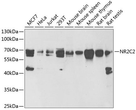 Western blot