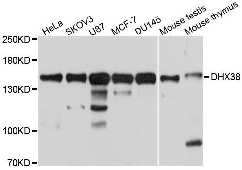 Western blot - DHX38 antibody (144-04341)