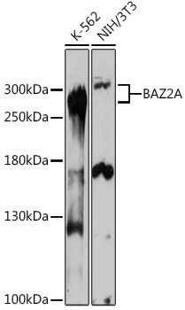 Western blot