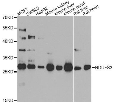 Western blot - [KO Validated] NDUFS3 Polyclonal Antibody (144-08013)