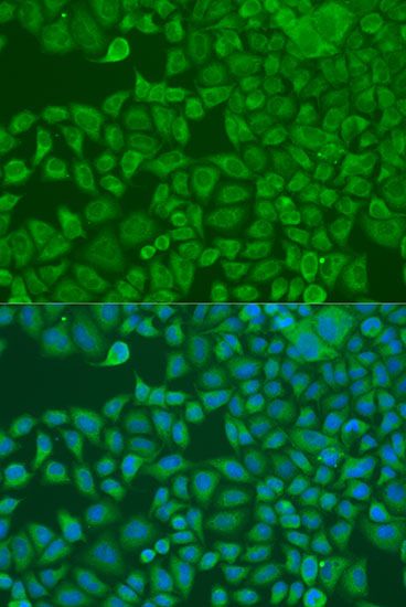 Immunofluorescence - FXR2 antibody (144-04313)