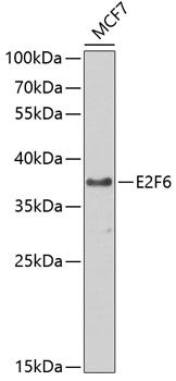 Western blot