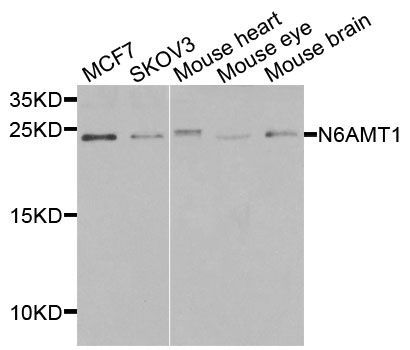 Western blot - N6AMT1 antibody (144-07201)