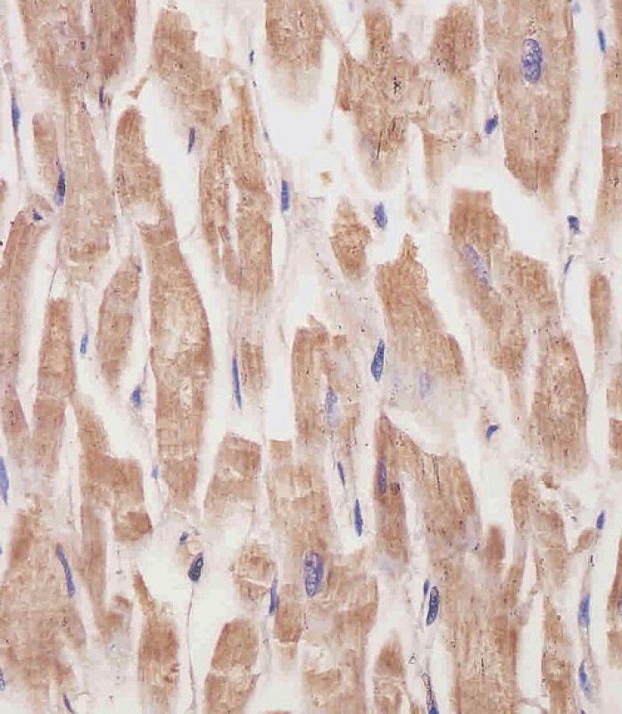 IHC-P