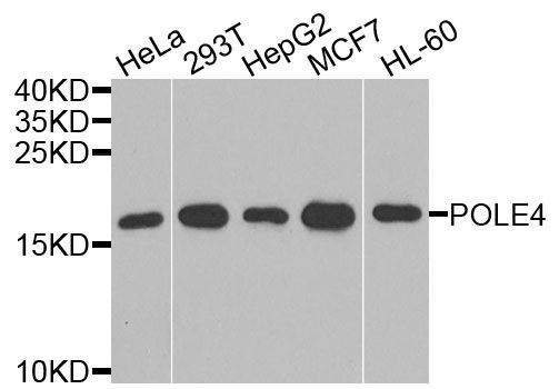 Western blot - POLE4 Polyclonal Antibody (144-09882)