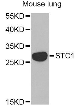 Western blot - STC1 Antibody (144-06755)