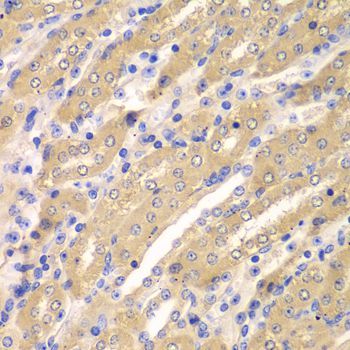Immunohistochemistry - ERGIC2 antibody (144-07369)