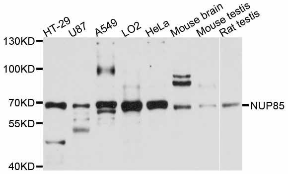 Western blot - NUP85 antibody (144-011629)