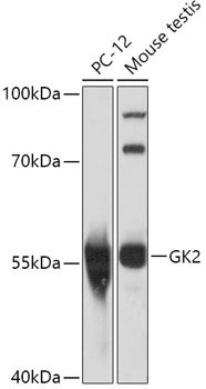 Western blot