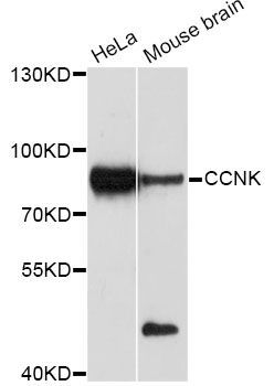 Western blot - CCNK Polyclonal Antibody (144-010261)