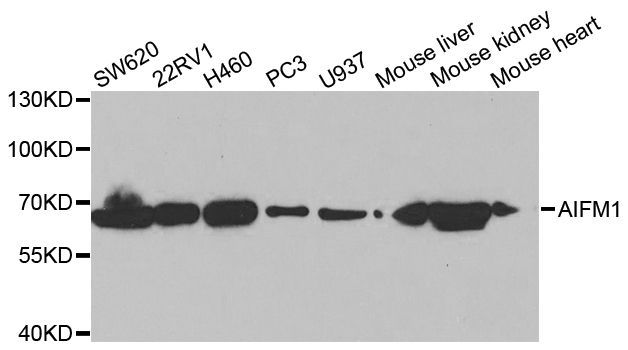 Western blot - [KO Validated] AIFM1 Polyclonal Antibody (144-02568)
