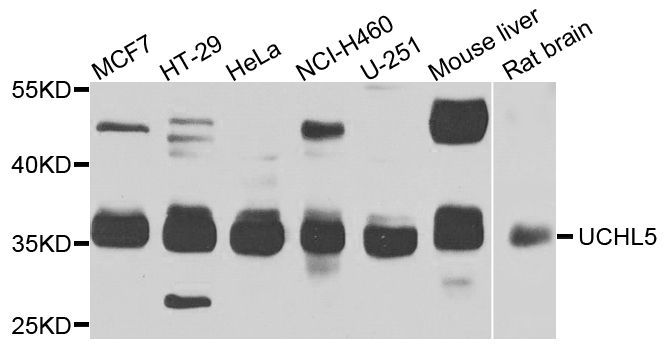 Western blot - UCHL5 Polyclonal Antibody (144-07978)