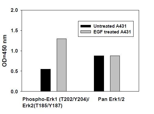 ERK1 (T202/Y204) and ERK2 (T185/Y187) - ELISA Kit