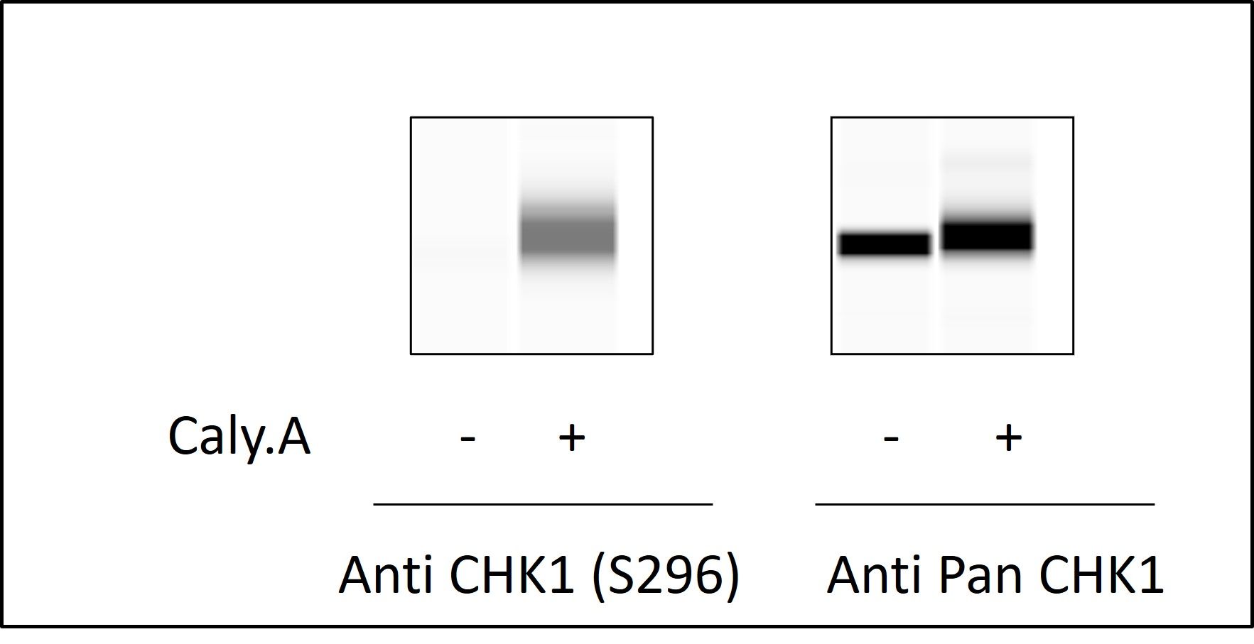 CHK1 (Ser296) - Western Blot