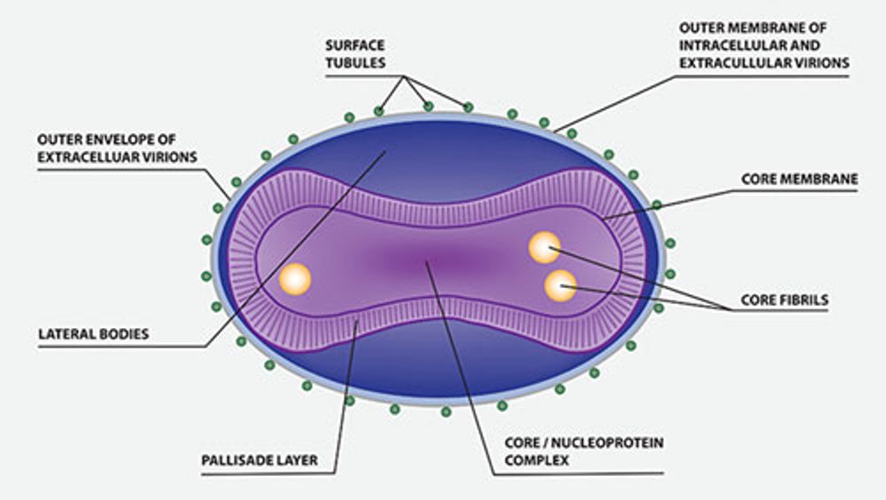 Monkeypox Virus
