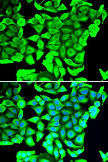 Immunofluorescence - DCD antibody (144-07280)